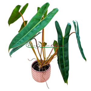 PHILODENDRON BILLIETIAE