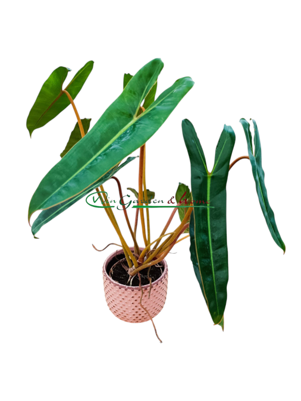 PHILODENDRON BILLIETIAE