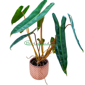 PHILODENDRON BILLIETIAE