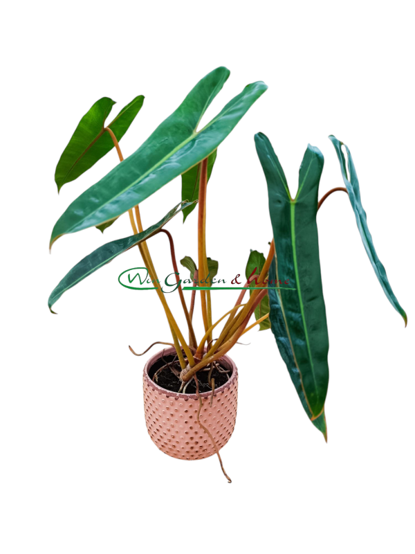 PHILODENDRON BILLIETIAE