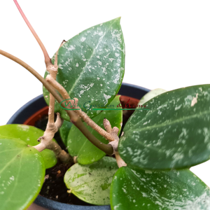 HOYA PARASITICA SPLASH