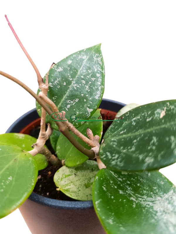 HOYA PARASITICA SPLASH