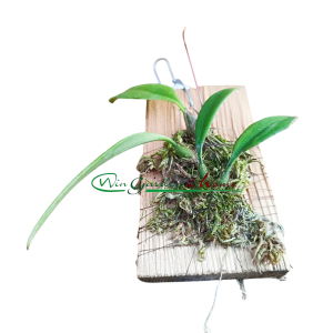 Bulbophyllum gracilinum