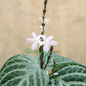 CHAMAERANTHEMUM VENOSUM