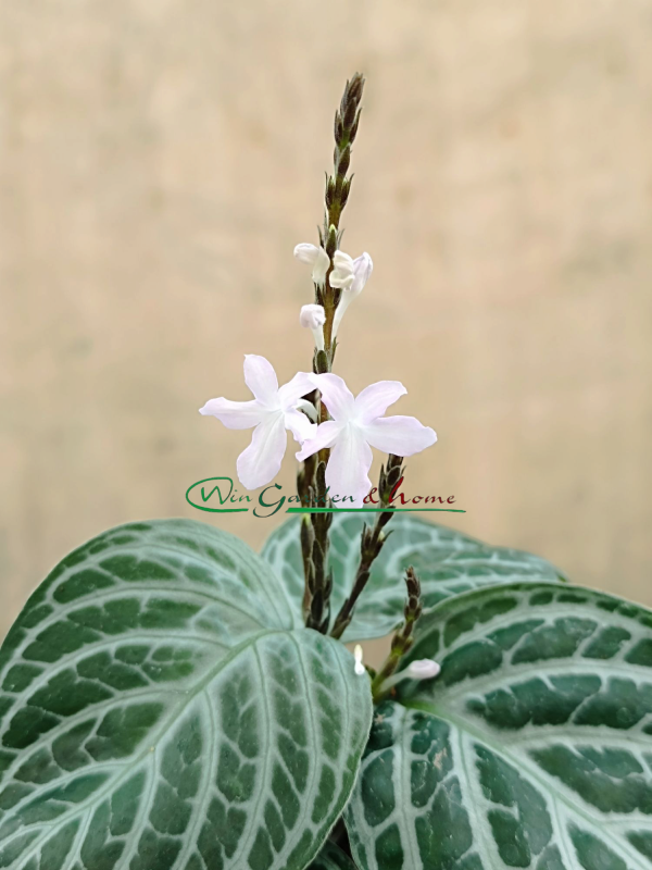 CHAMAERANTHEMUM VENOSUM