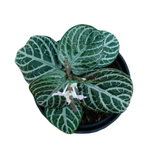 CHAMAERANTHEMUM VENOSUM