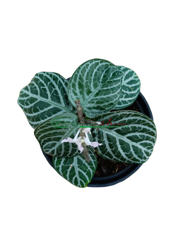 CHAMAERANTHEMUM VENOSUM