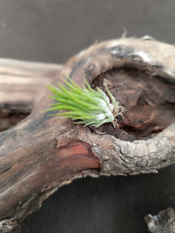 TILLANDSIA IONANTHA ZIPFELMUTZE