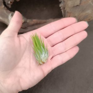 TILLANDSIA IONANTHA ZIPFELMUTZE