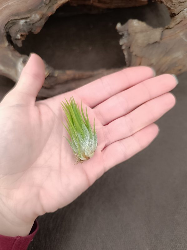 TILLANDSIA IONANTHA ZIPFELMUTZE