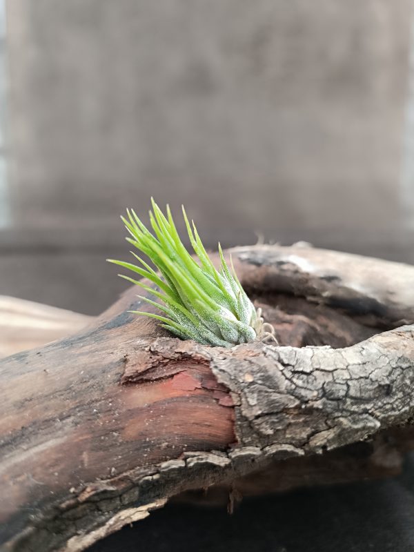52099 TILLANDSIA IONANTHA ZIPFELMUTZE