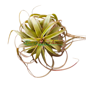 Tillandsia Eric Knobloch