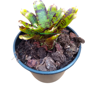 Neoregelia Alley Cat