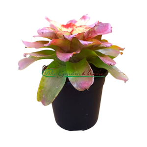 Neoregelia marble nitz