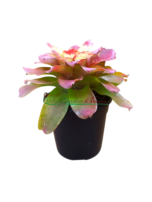 Neoregelia marble nitz