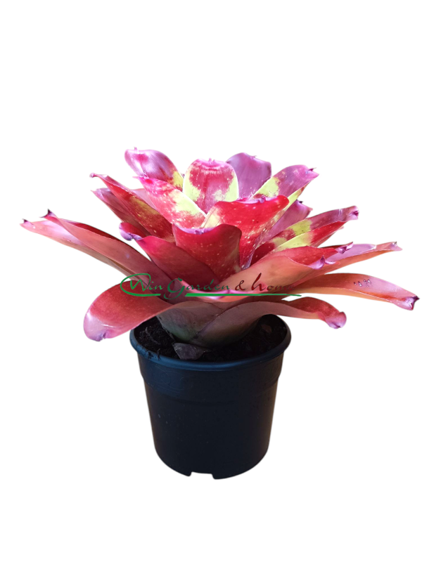 Neoregelia ring of fire