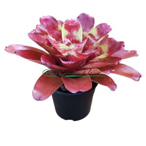 Neoregelia ring of fire