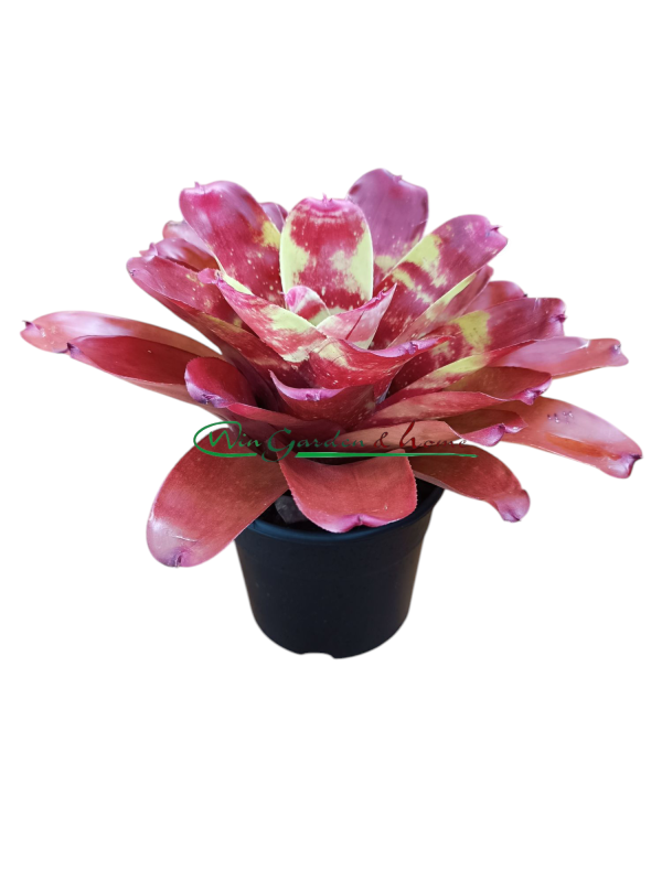 Neoregelia ring of fire