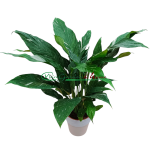 SPATHIPHYLLUM DIAMOND