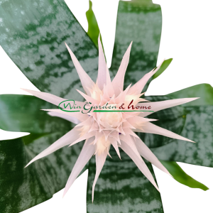 AECHMEA FASCIATA PRONTOO - Image 3