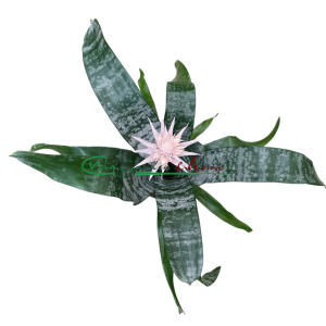 AECHMEA FASCIATA PRONTOO - Image 2