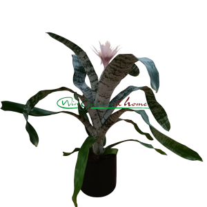 AECHMEA FASCIATA PRONTOO - Image 4