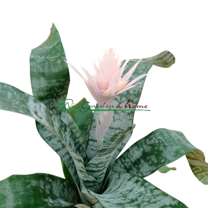 AECHMEA FASCIATA PRONTOO