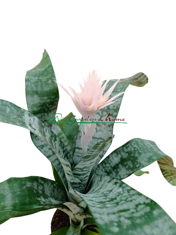 AECHMEA FASCIATA PRONTOO