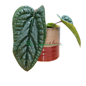 Anthurium Radicans x Luxurians