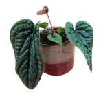 Anthurium Radicans x Luxurians