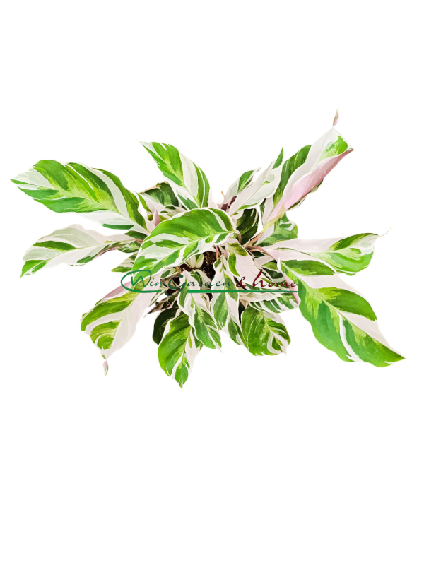 CALATHEA WHITE FUSION
