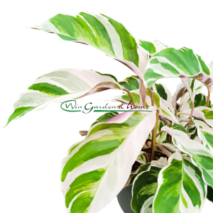 CALATHEA WHITE FUSION