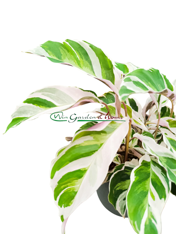 CALATHEA WHITE FUSION