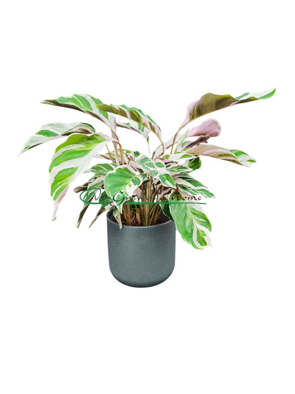 52343 CALATHEA WHITE FUSION