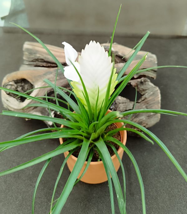 TILLANDSIA CYANEA BIANCINI