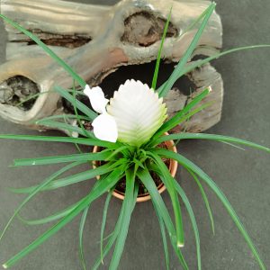TILLANDSIA CYANEA BIANCINI