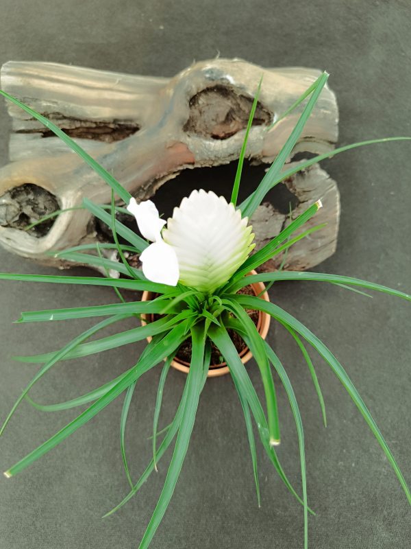 TILLANDSIA CYANEA BIANCINI