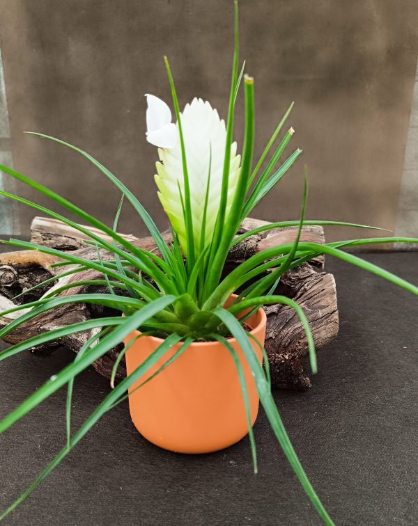 7059B TILLANDSIA CYANEA BIANCINI