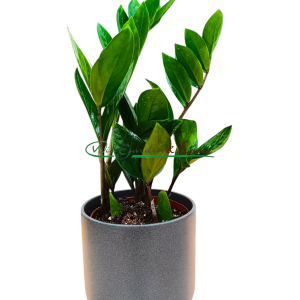 ZAMIOCULCAS ZAMIFOLIA