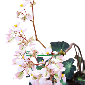 Begonia heracleifolia - Image 3