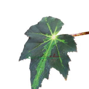 Begonia heracleifolia - Image 4