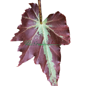 Begonia heracleifolia - Image 5