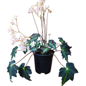 Begonia heracleifolia