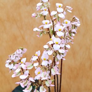 Begonia heracleifolia - Image 2