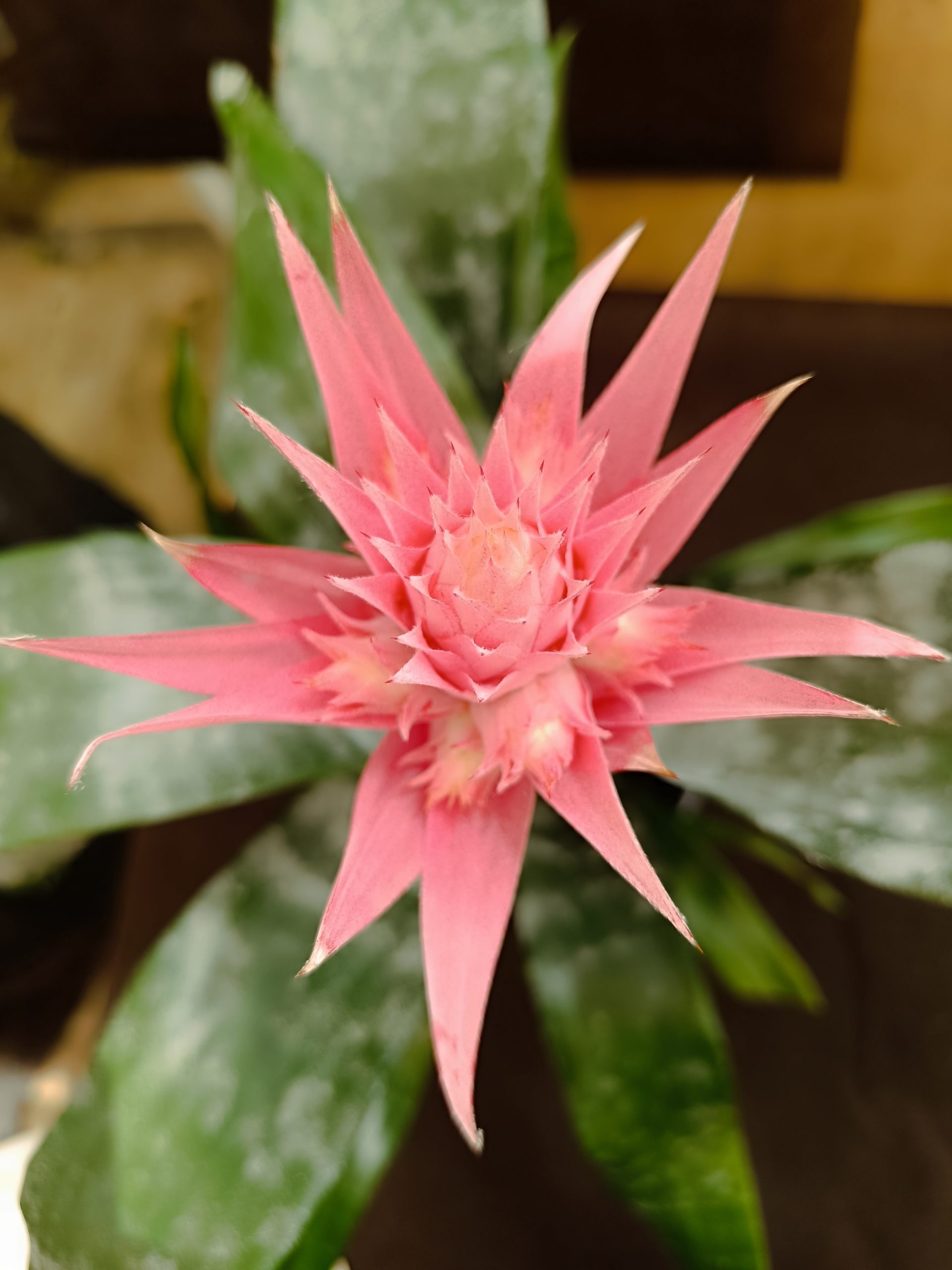 aechmea fasciata primera