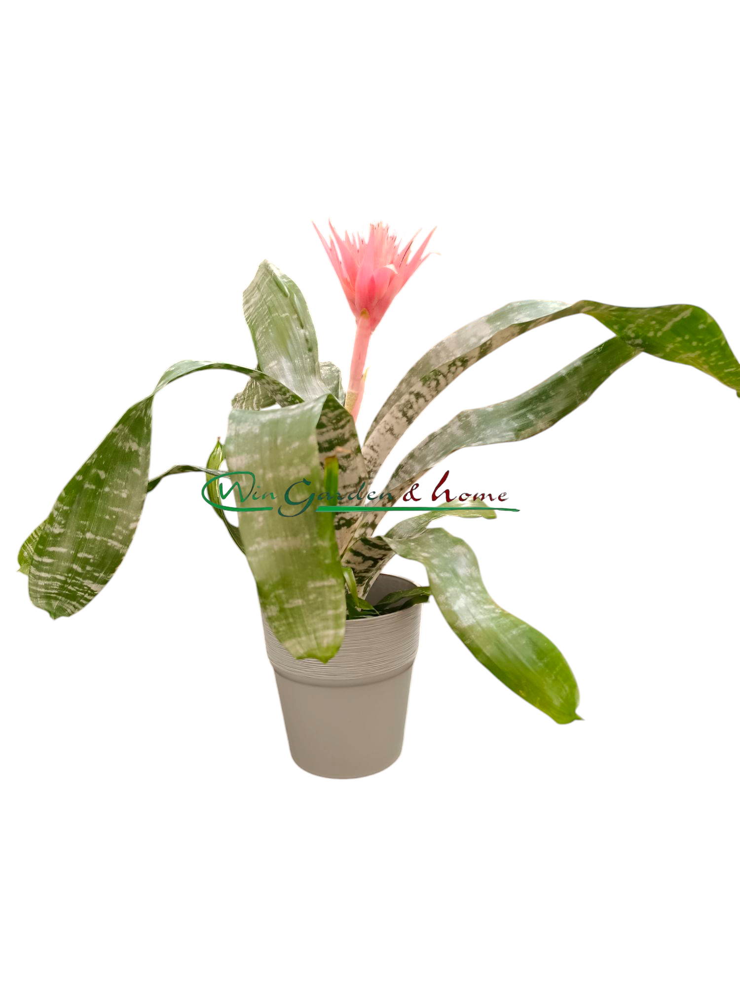 aechmea fasciata primera