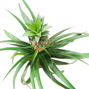ANANAS PACIFICO