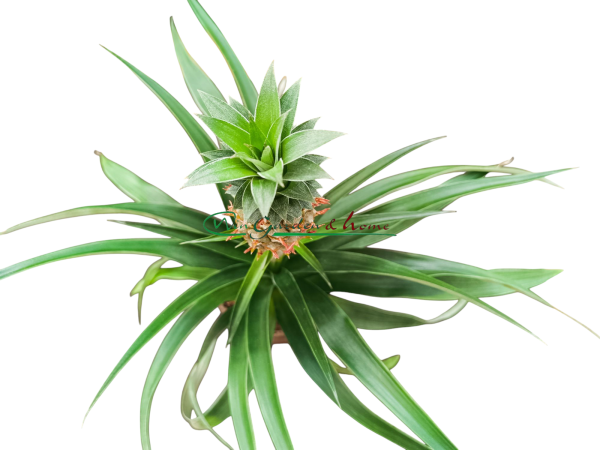 ANANAS PACIFICO