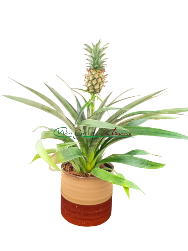 3243 ANANAS PACIFICO