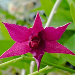Dendrobium Violet Yamaji Nolo - Image 2